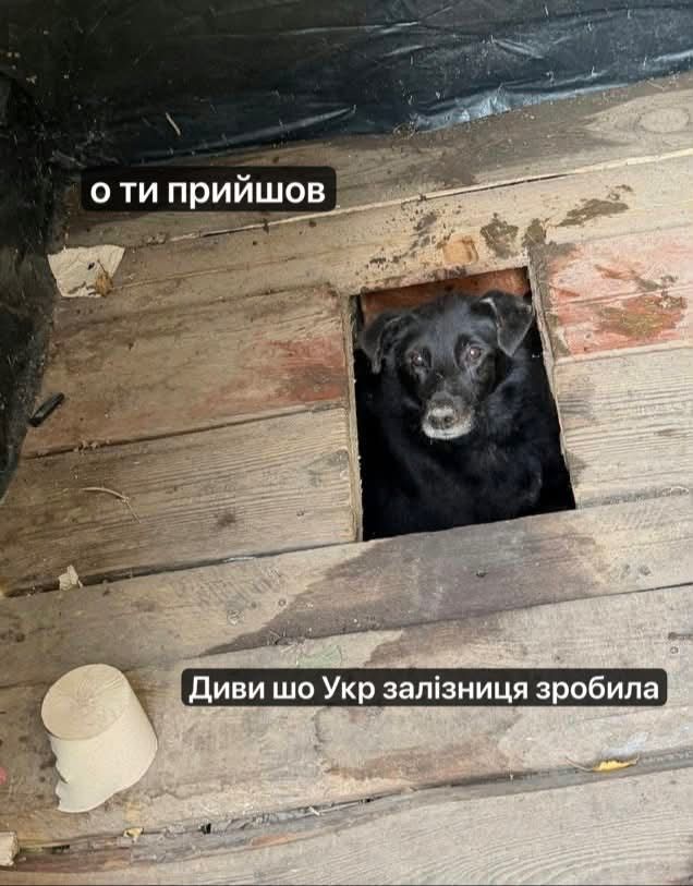 Песик визирав із дерев’яного туалету - і став героєм мемів у мережі - 913562 Песик визирав із дерев’яного туалету - і став героєм мемів у мережі - фото 913562