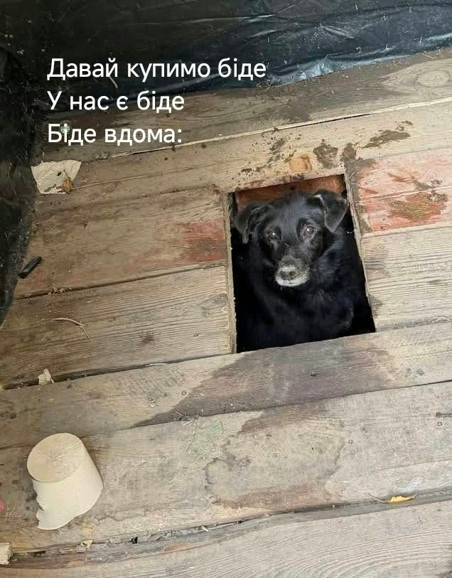 Песик визирав із дерев’яного туалету - і став героєм мемів у мережі - 913563 Песик визирав із дерев’яного туалету - і став героєм мемів у мережі - фото 913563