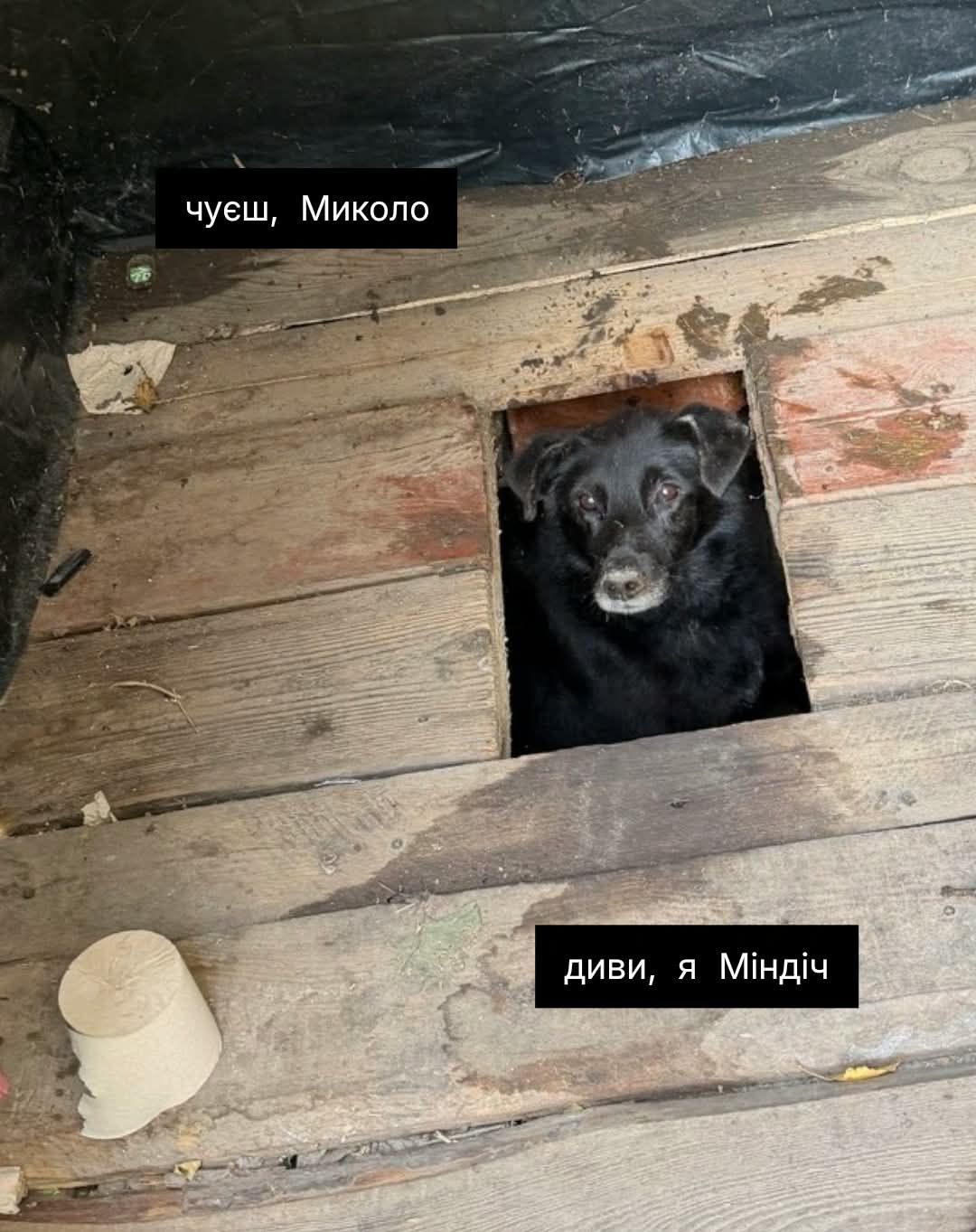 Песик визирав із дерев’яного туалету - і став героєм мемів у мережі - 913564 Песик визирав із дерев’яного туалету - і став героєм мемів у мережі - фото 913564