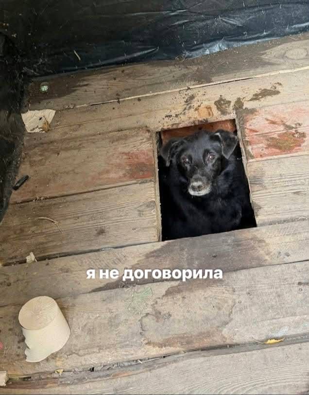 Песик визирав із дерев’яного туалету - і став героєм мемів у мережі - 913565 Песик визирав із дерев’яного туалету - і став героєм мемів у мережі - фото 913565