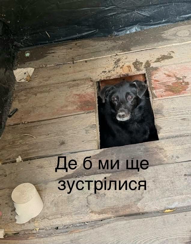 Песик визирав із дерев’яного туалету - і став героєм мемів у мережі - 913566 Песик визирав із дерев’яного туалету - і став героєм мемів у мережі - фото 913566