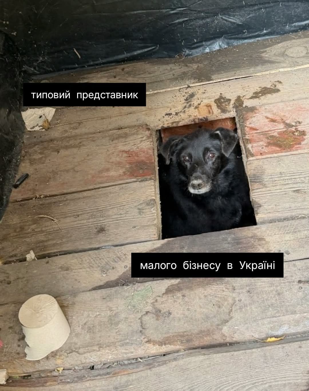Песик визирав із дерев’яного туалету - і став героєм мемів у мережі - 913568 Песик визирав із дерев’яного туалету - і став героєм мемів у мережі - фото 913568
