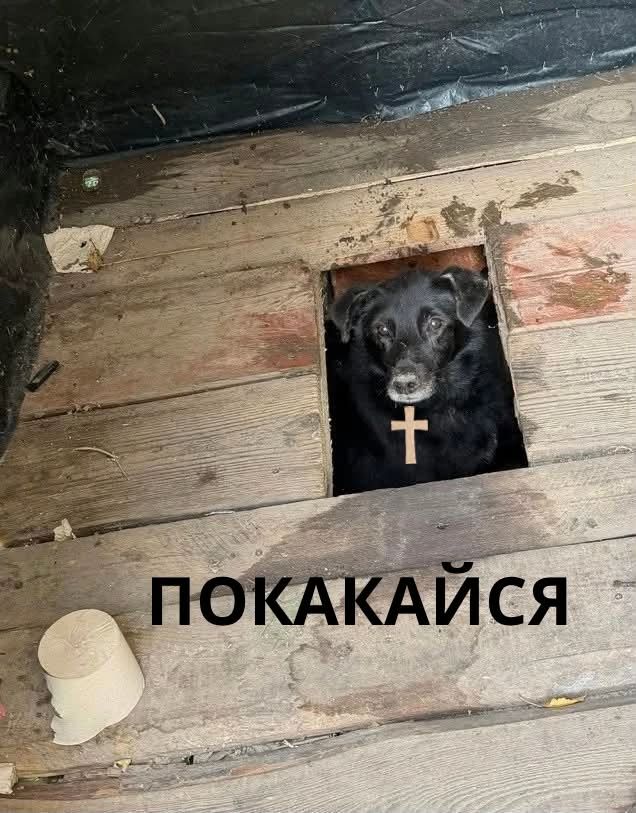 Песик визирав із дерев’яного туалету - і став героєм мемів у мережі - 913571 Песик визирав із дерев’яного туалету - і став героєм мемів у мережі - фото 913571