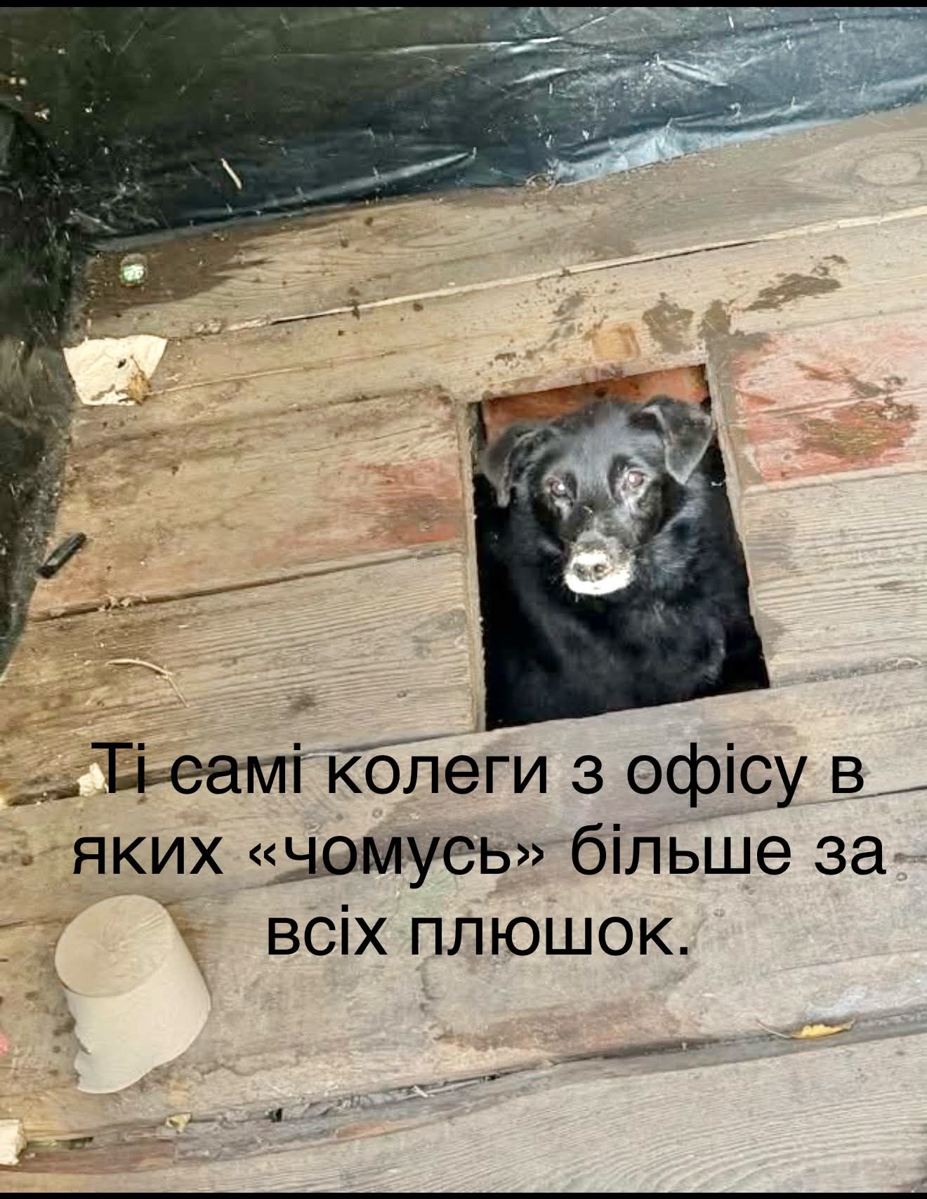 Песик визирав із дерев’яного туалету - і став героєм мемів у мережі - 913572 Песик визирав із дерев’яного туалету - і став героєм мемів у мережі - фото 913572