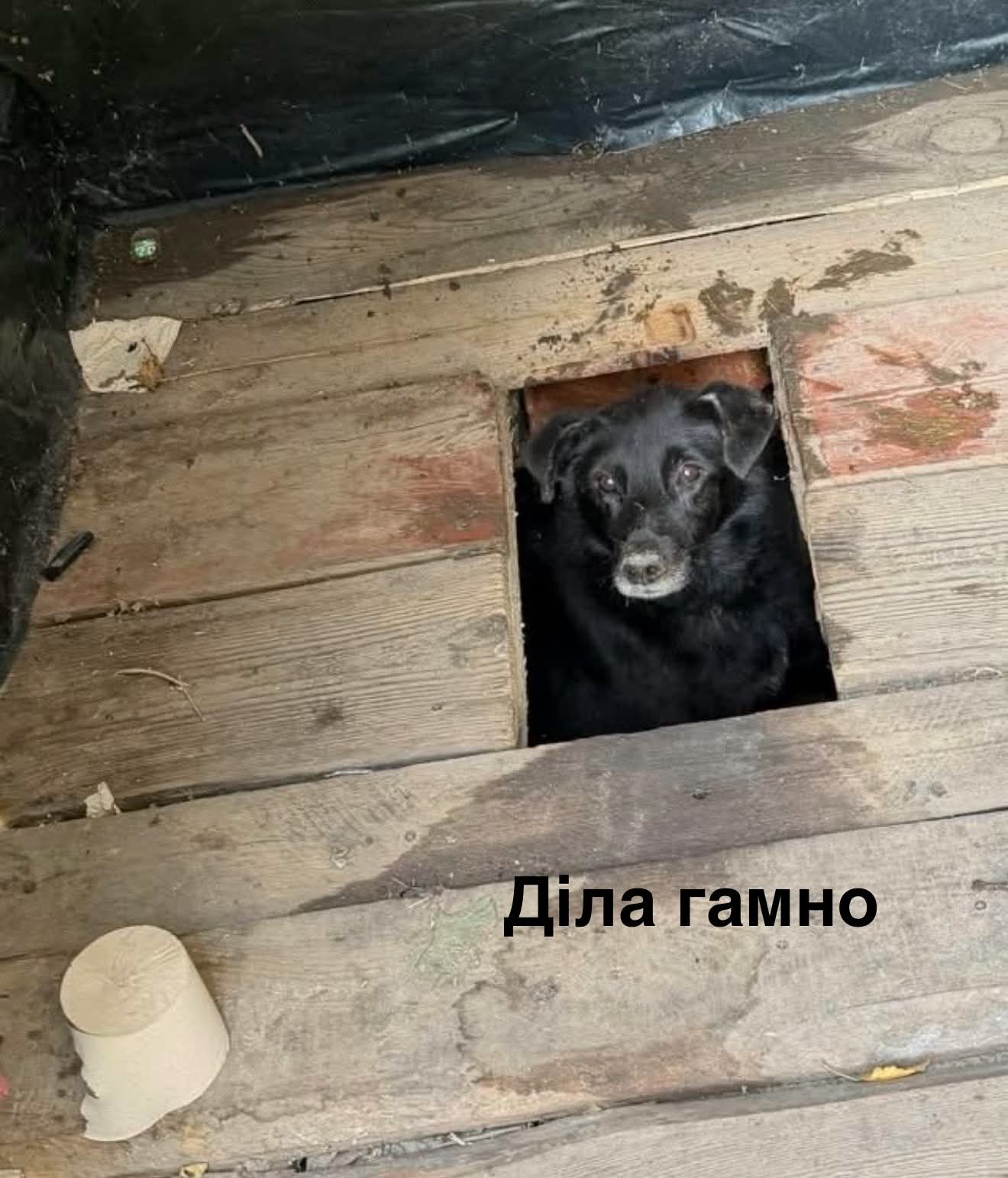 Песик визирав із дерев’яного туалету - і став героєм мемів у мережі - 913573 Песик визирав із дерев’яного туалету - і став героєм мемів у мережі - фото 913573