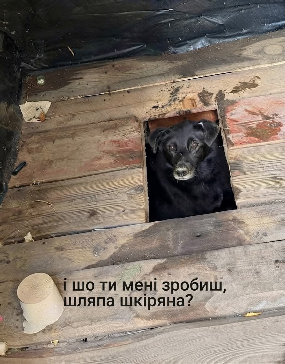 Песик визирав із дерев’яного туалету - і став героєм мемів у мережі - 913575 Песик визирав із дерев’яного туалету - і став героєм мемів у мережі - фото 913575