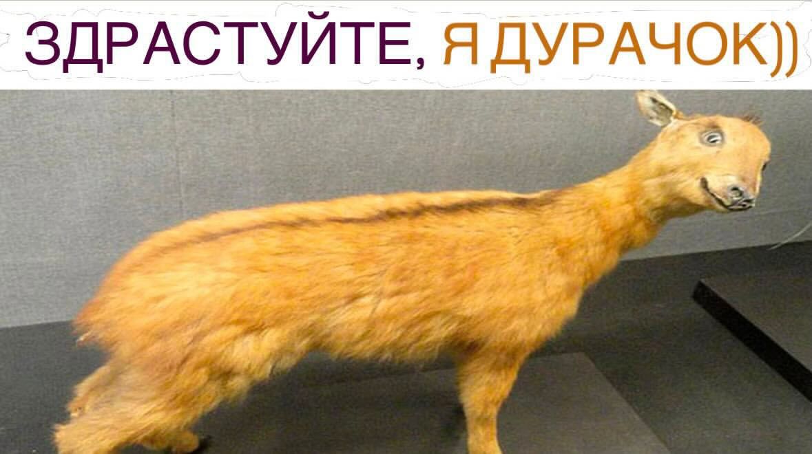Меми для тих, хто втомився думати й хоче просто перестати депресувати - фото 914748