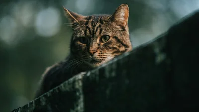 Ти не ти, коли голодний: кота помітили, коли він тікав із магазину з консервами