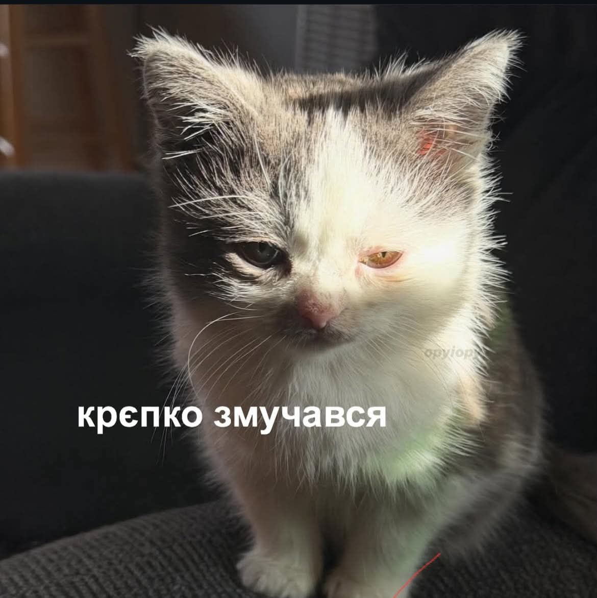 Тотальна дурка: кияни мемами передають свій настрій останніх тижнів - фото 915879