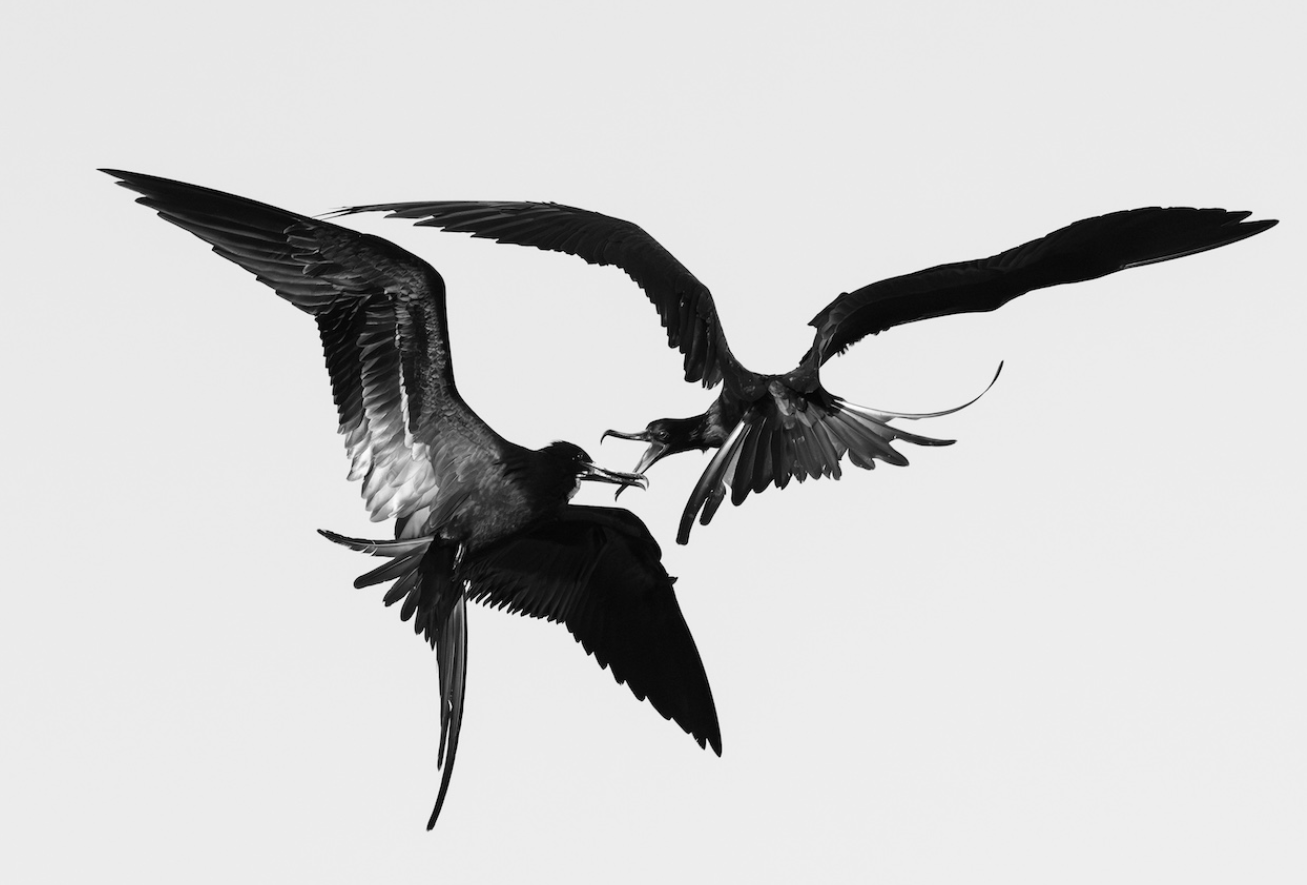 Птах – 'торпеда' та сова на тлі Місяця: оголосили переможців Bird Photographer of the Year 2026 - фото 915952