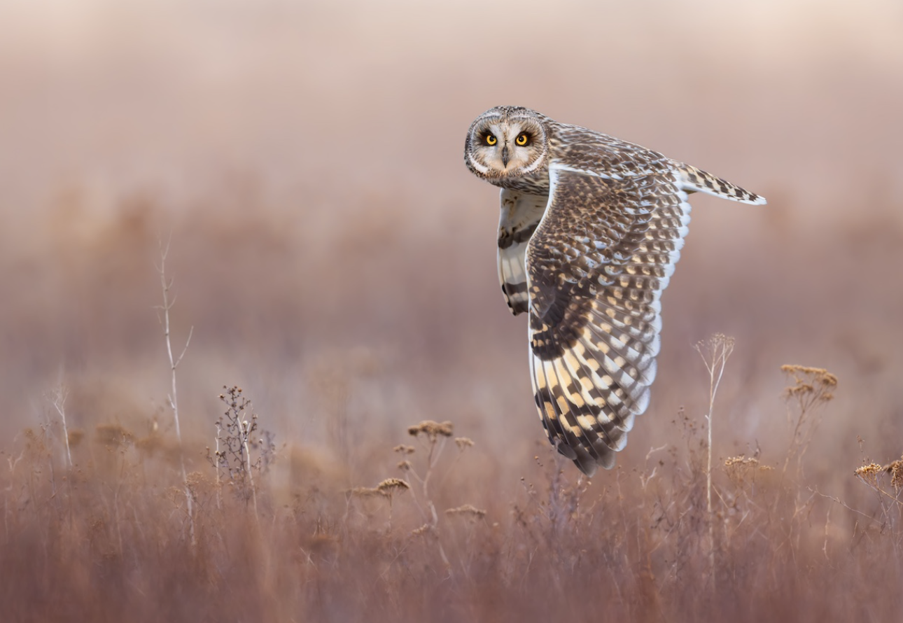 Птах – 'торпеда' та сова на тлі Місяця: оголосили переможців Bird Photographer of the Year 2026 - фото 915953