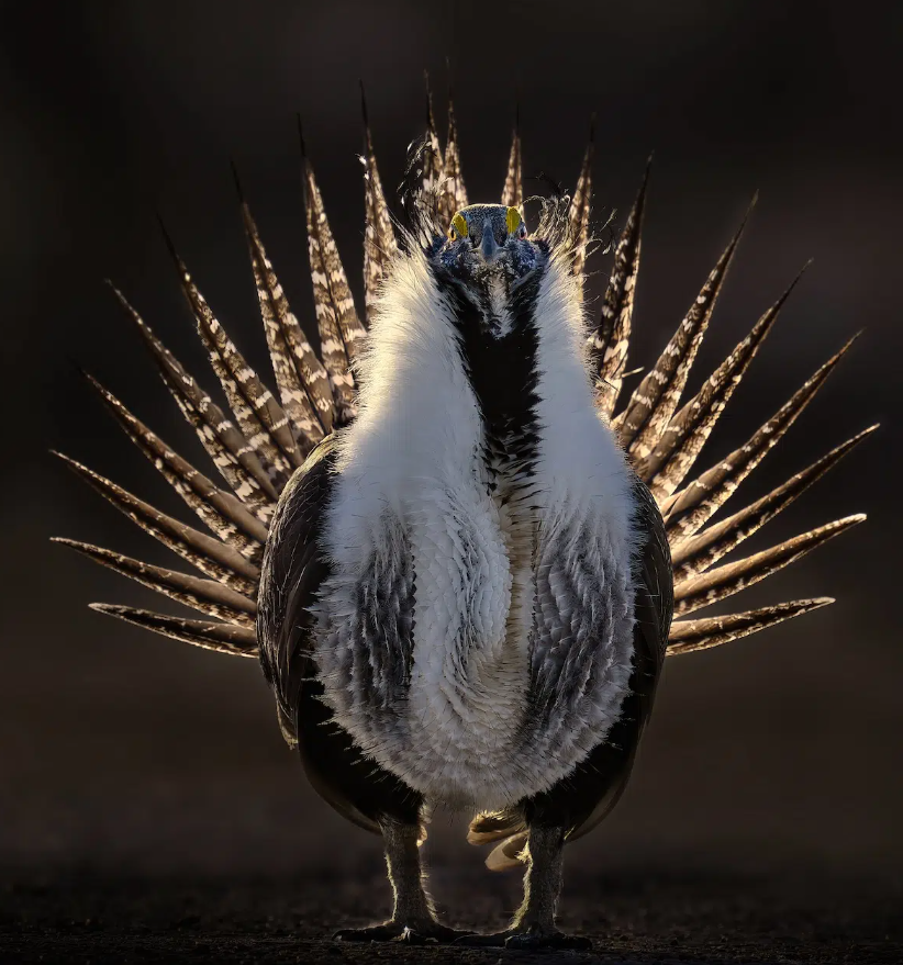 Птах – 'торпеда' та сова на тлі Місяця: оголосили переможців Bird Photographer of the Year 2026 - фото 915954