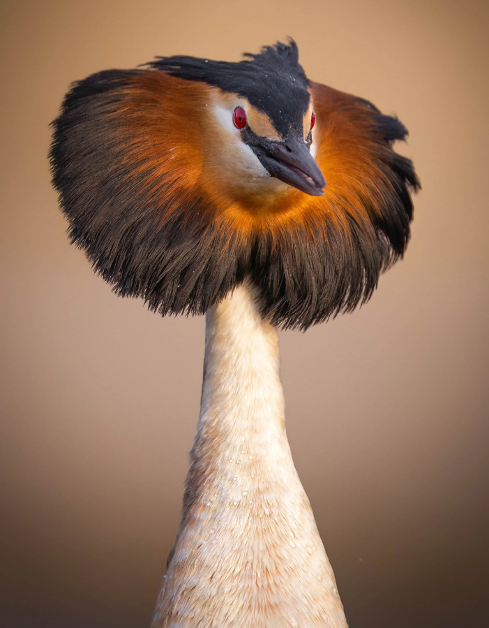 Птах – 'торпеда' та сова на тлі Місяця: оголосили переможців Bird Photographer of the Year 2026 - фото 915956