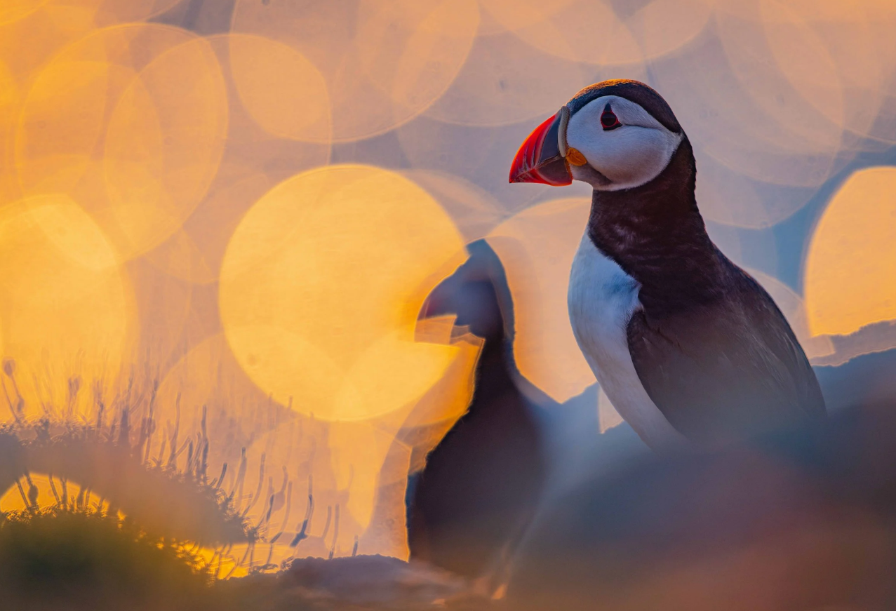 Птах – 'торпеда' та сова на тлі Місяця: оголосили переможців Bird Photographer of the Year 2026 - фото 915958
