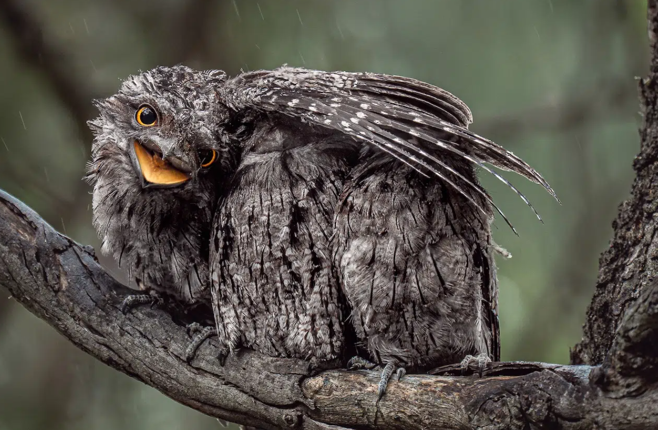 Птах – 'торпеда' та сова на тлі Місяця: оголосили переможців Bird Photographer of the Year 2026 - фото 915960