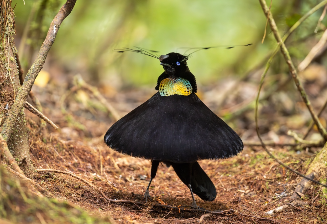 Птах – 'торпеда' та сова на тлі Місяця: оголосили переможців Bird Photographer of the Year 2026 - фото 915961