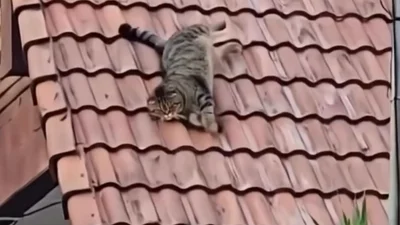 Котик спустился с крыши прямо в кусты –, когда ты немного помятый, но очень веселый