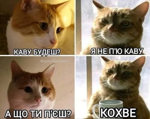 Меми про кавусю – бо хто, як не вона, врятує цей світ - 916921 Меми про кавусю – бо хто, як не вона, врятує цей світ - фото 916921