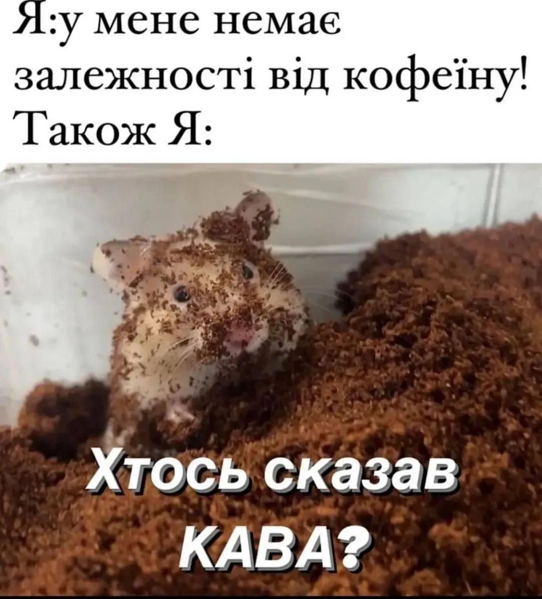 Меми про кавусю – бо хто, як не вона, врятує цей світ - 916925 Меми про кавусю – бо хто, як не вона, врятує цей світ - фото 916925