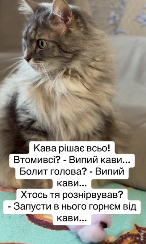Меми про кавусю – бо хто, як не вона, врятує цей світ - 916928 Меми про кавусю – бо хто, як не вона, врятує цей світ - фото 916928
