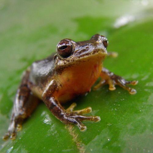 Та сама Dendropsophus stingi - фото 917357