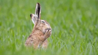 Білка-каратист, сердитий птах і ведмідь на тренуванні: фіналісти Nikon Comedy Wildlife Photography Awards 2026