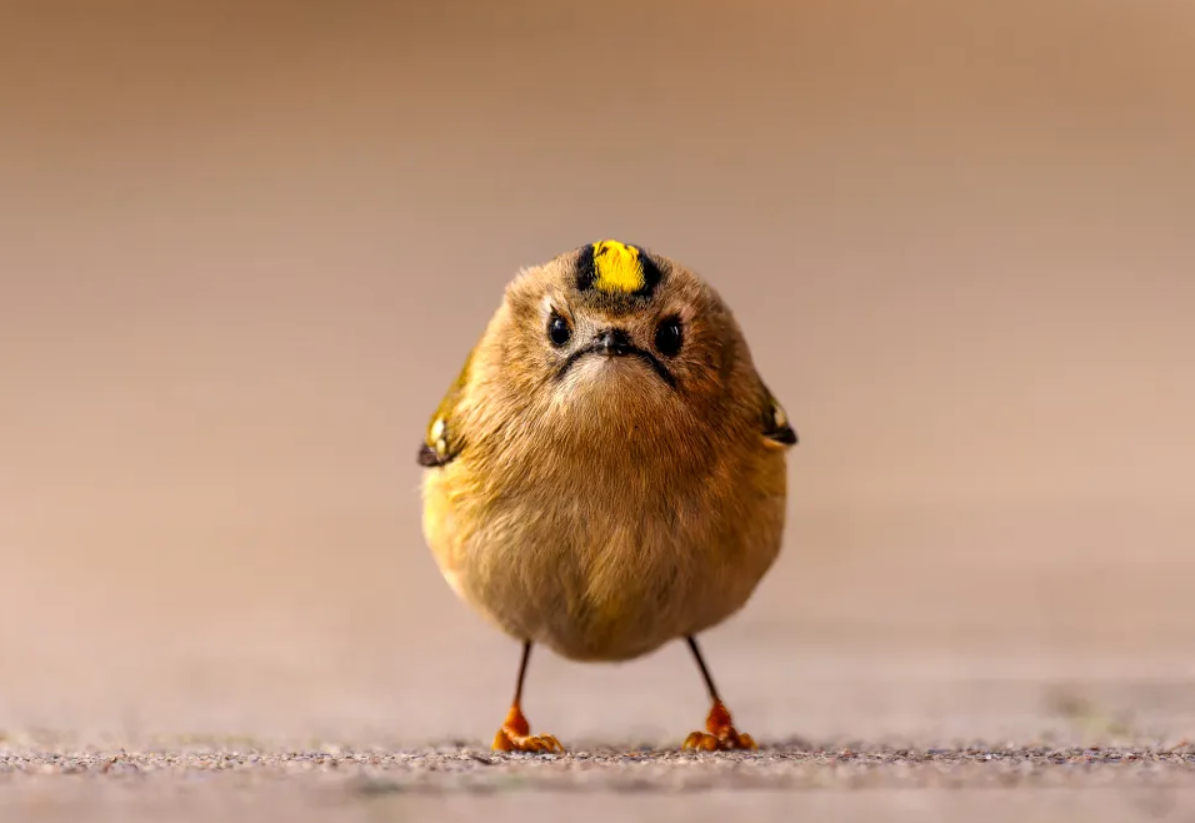 Білка-каратист, сердитий птах і ведмідь на тренуванні: фіналісти Nikon Comedy Wildlife Photography Awards 2026 - фото 917720