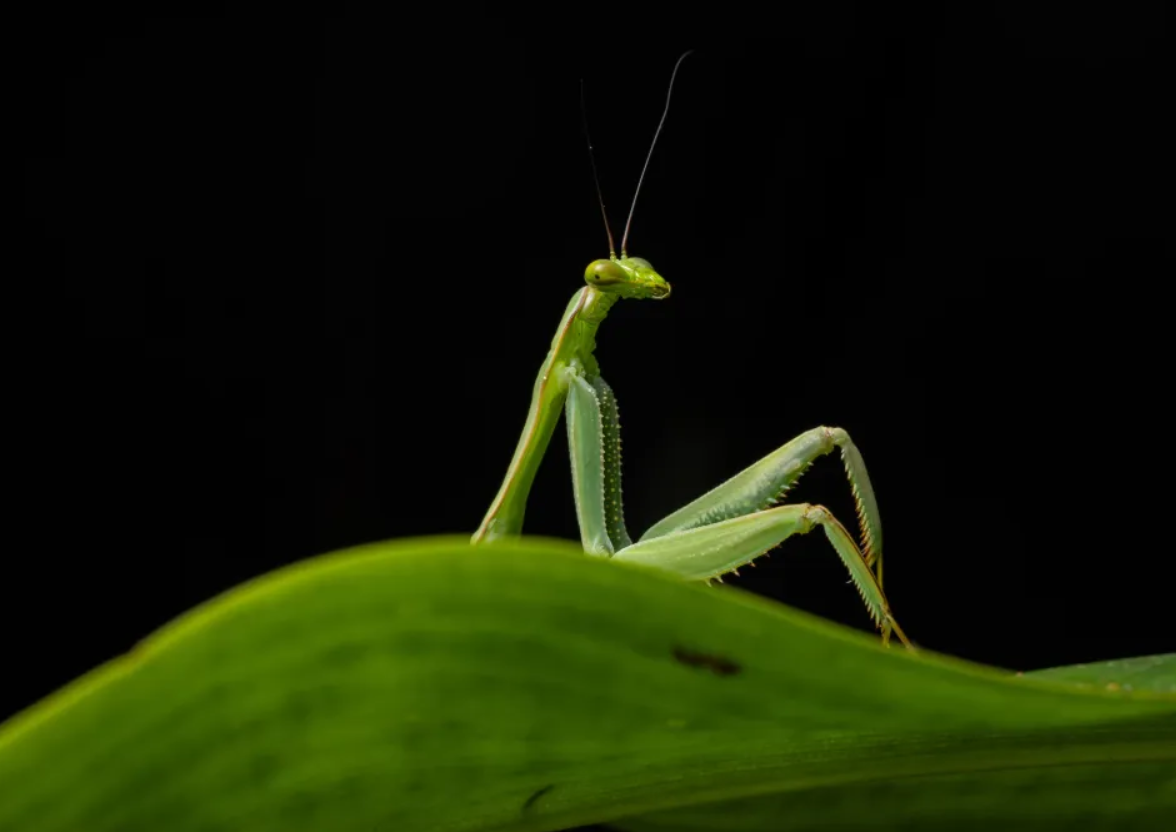 Білка-каратист, сердитий птах і ведмідь на тренуванні: фіналісти Nikon Comedy Wildlife Photography Awards 2026 - фото 917721
