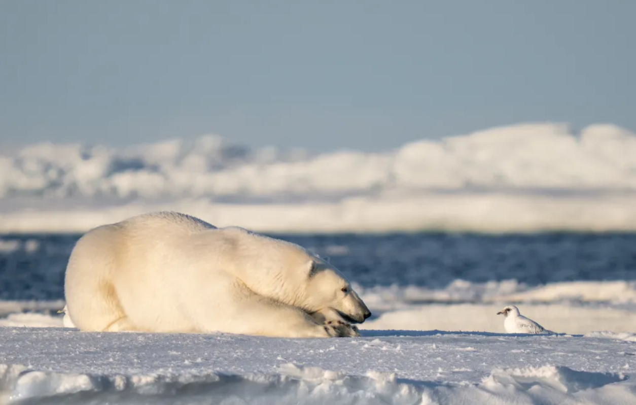 Білка-каратист, сердитий птах і ведмідь на тренуванні: фіналісти Nikon Comedy Wildlife Photography Awards 2026 - фото 917722