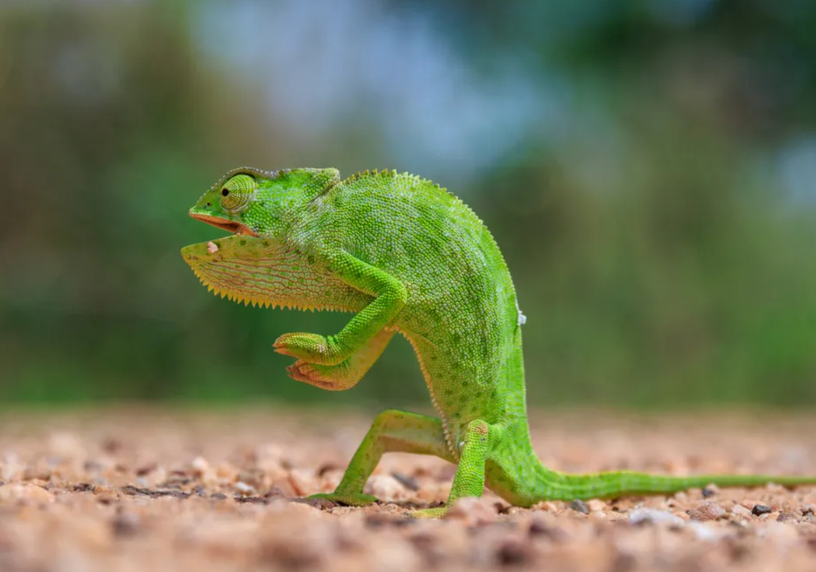 Білка-каратист, сердитий птах і ведмідь на тренуванні: фіналісти Nikon Comedy Wildlife Photography Awards 2026 - фото 917725