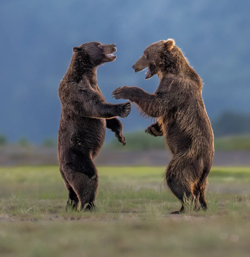 Білка-каратист, сердитий птах і ведмідь на тренуванні: фіналісти Nikon Comedy Wildlife Photography Awards 2026 - фото 917727