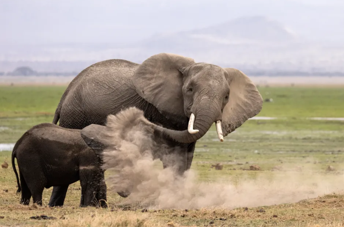 Білка-каратист, сердитий птах і ведмідь на тренуванні: фіналісти Nikon Comedy Wildlife Photography Awards 2026 - фото 917729