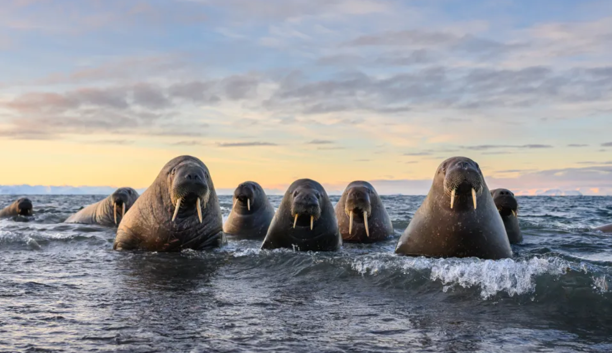 Білка-каратист, сердитий птах і ведмідь на тренуванні: фіналісти Nikon Comedy Wildlife Photography Awards 2026 - фото 917730