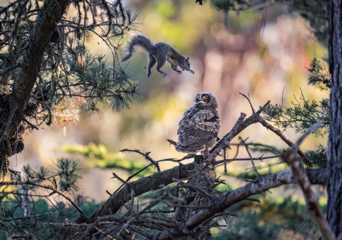 Білка-каратист, сердитий птах і ведмідь на тренуванні: фіналісти Nikon Comedy Wildlife Photography Awards 2026 - фото 917731
