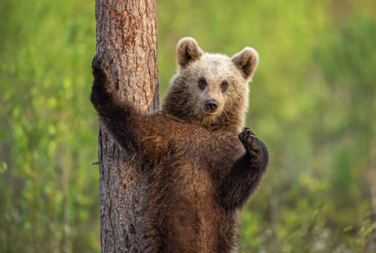 Білка-каратист, сердитий птах і ведмідь на тренуванні: фіналісти Nikon Comedy Wildlife Photography Awards 2026 - фото 917733