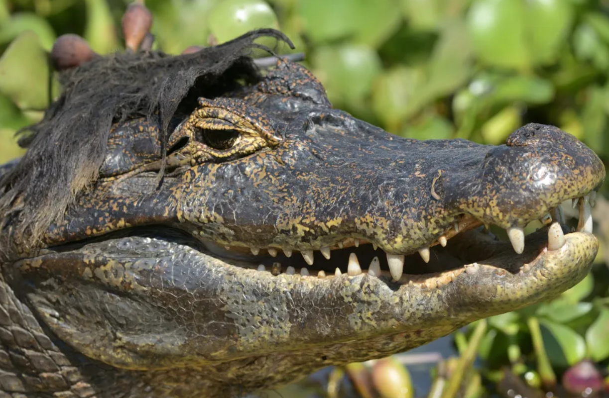 Білка-каратист, сердитий птах і ведмідь на тренуванні: фіналісти Nikon Comedy Wildlife Photography Awards 2026 - фото 917734