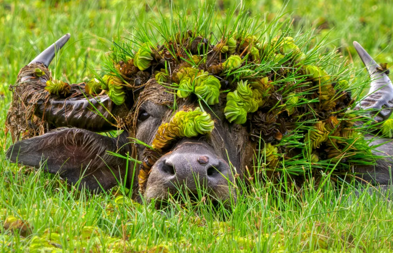 Білка-каратист, сердитий птах і ведмідь на тренуванні: фіналісти Nikon Comedy Wildlife Photography Awards 2026 - фото 917735