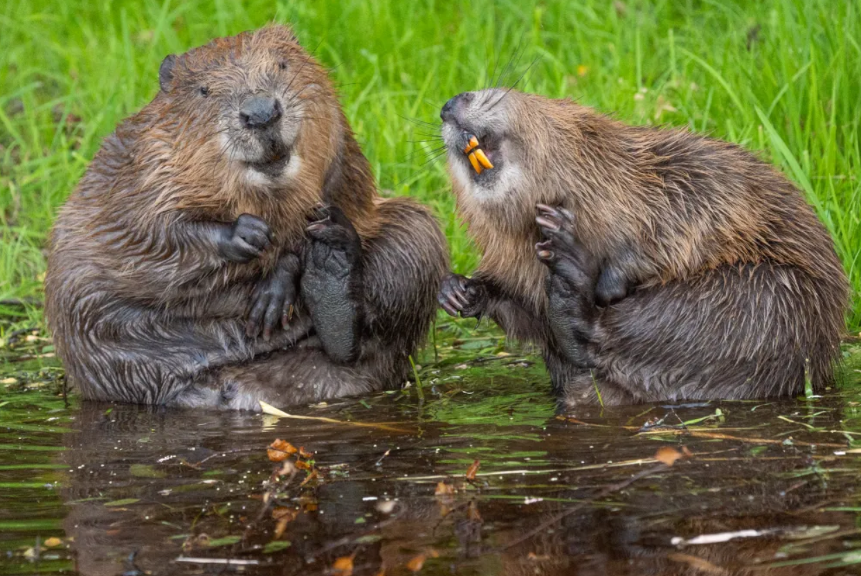 Білка-каратист, сердитий птах і ведмідь на тренуванні: фіналісти Nikon Comedy Wildlife Photography Awards 2026 - фото 917736