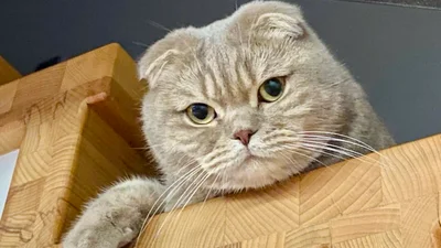 Кіт із серйозним поглядом