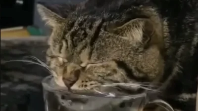 Ніхто не навчив цього кота пити воду – він щоразу занурює морду у склянку та усіх смішить
