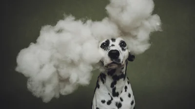 Пушистые модели покорили объектив: объявлены победители Dog Photography Awards 2026