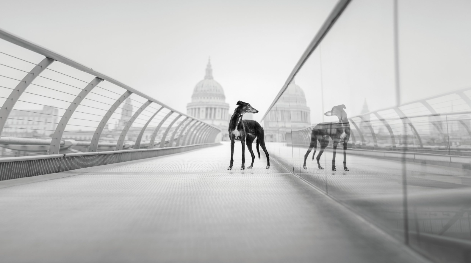 Пушистые модели покорили объектив: объявлены победители Dog Photography Awards 2026 - фото 918592