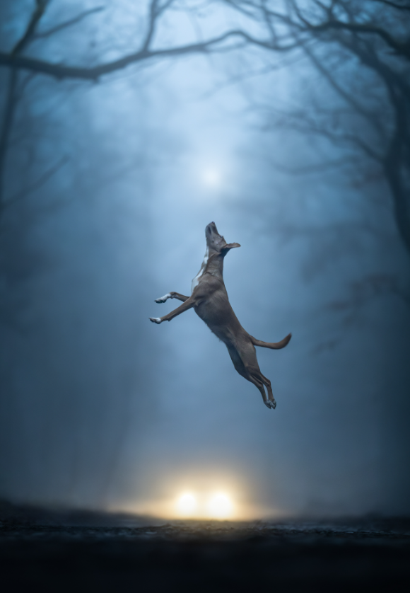 Пушистые модели покорили объектив: объявлены победители Dog Photography Awards 2026 - фото 918593