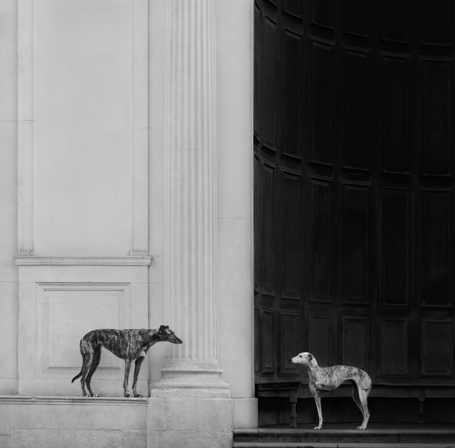 Пушистые модели покорили объектив: объявлены победители Dog Photography Awards 2026 - фото 918594