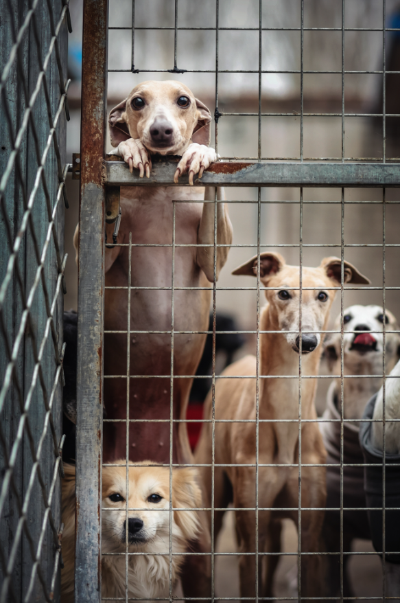 Пушистые модели покорили объектив: объявлены победители Dog Photography Awards 2026 - фото 918595