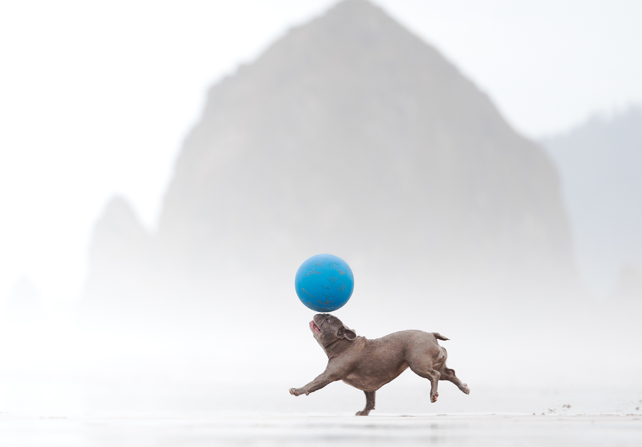 Пушистые модели покорили объектив: объявлены победители Dog Photography Awards 2026 - фото 918596
