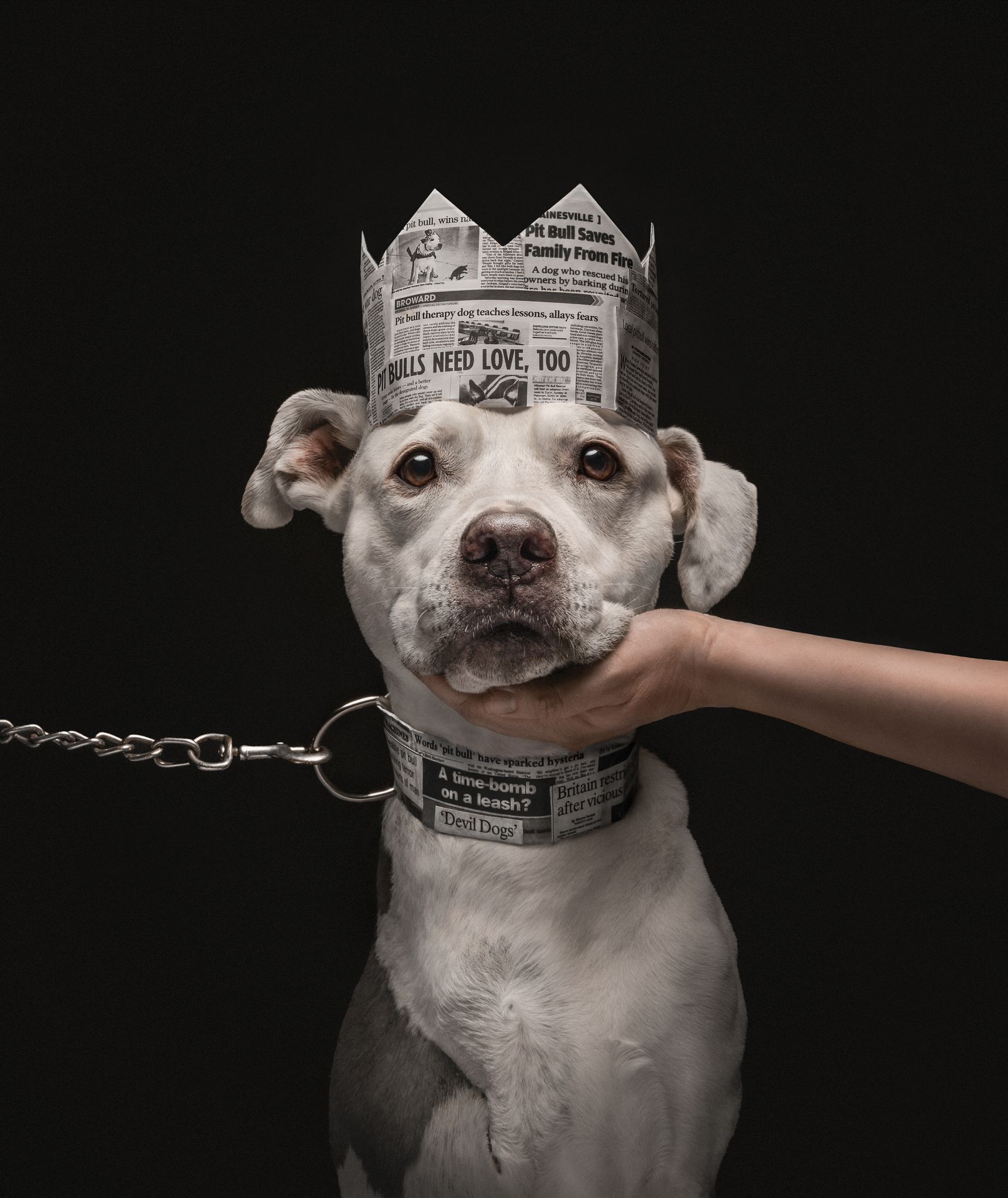 Пушистые модели покорили объектив: объявлены победители Dog Photography Awards 2026 - фото 918598