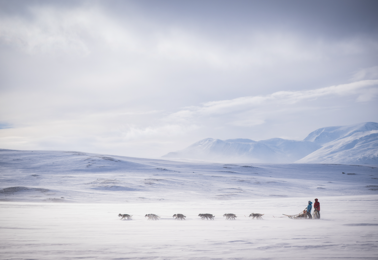 Пушистые модели покорили объектив: объявлены победители Dog Photography Awards 2026 - фото 918599