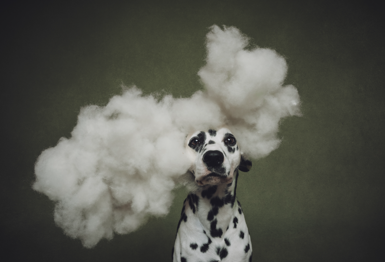 Пушистые модели покорили объектив: объявлены победители Dog Photography Awards 2026 - фото 918600