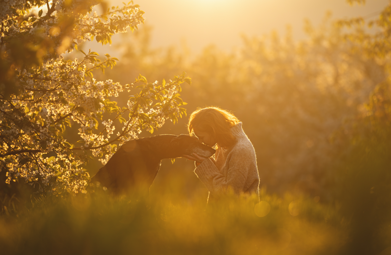 Пушистые модели покорили объектив: объявлены победители Dog Photography Awards 2026 - фото 918602